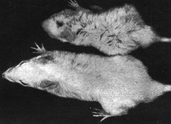 Рис. 155. - Крыса-самец, подвергшаяся удалению половых желез, и контрольное животное