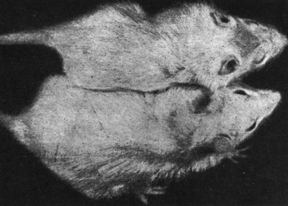 Рис. 156. - Крыса-самка, подвергшаяся удалению половых желез, и контрольное животное