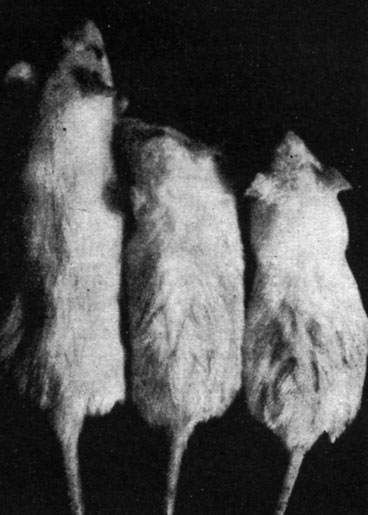 Рис. 159. - Крысы-самцы, подвергнутые удалению щитовидной и половых желез, и контрольное животное (слева)
