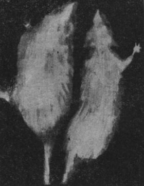Рис. 160. - Старая крыса, получавшая эпифизигормон, по сравнению с крысой, взятой из контрольной группы