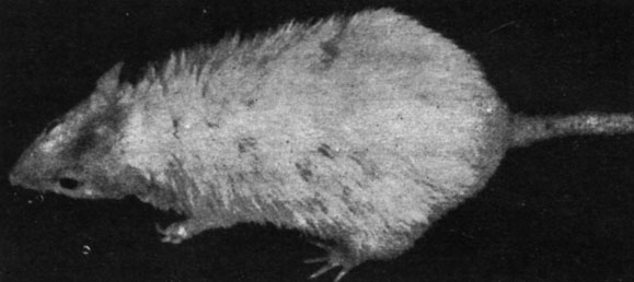 Рис. 174. - Старая крыса, подвергнутая лечению экстрактом вилочковой железы