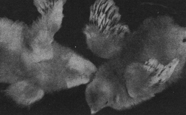 Рис. 190. - Цыплята в возрасте 18 дней. Слева контроль, справа цыпленок, подвергнутый внутризародышевой обработке шишковидной железой (видно более выраженное развитие оперения)