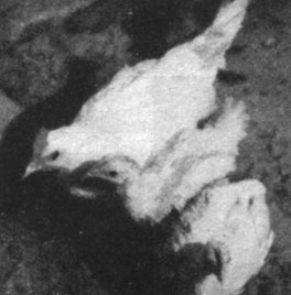 Рис. 194. - Цыплята в возрасте 70 дней. Слева контроль, справа 2 цыпленка, подвергнутые внутризародышевой обработке тироксином