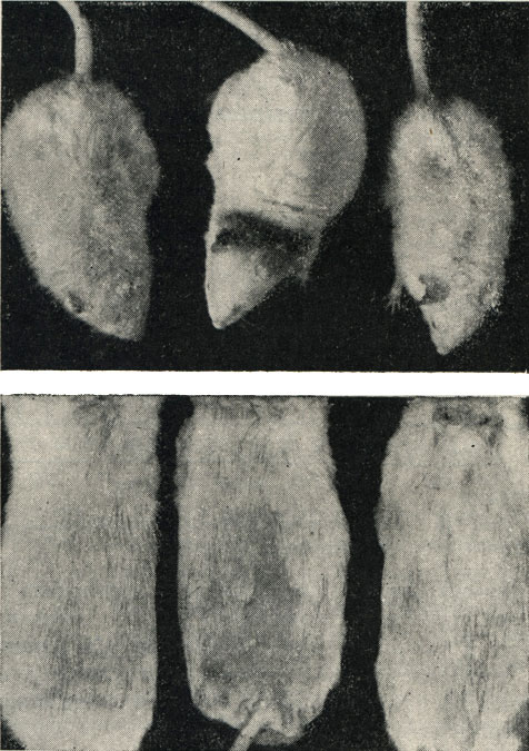 Рис. 112.- Фотография старых крыс: вверху - контрольные животные; внизу - животные, получавшие рибонуклеиновую и дезоксирибонуклеиновую кислоту