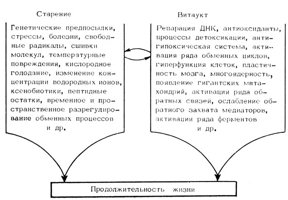 Рис. 2. Схема процессов старения и витаукта, определяющих продолжительность жизни