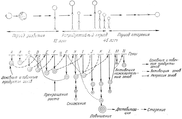 . 9.6.        [57].   -     : ,    .   -      ;           ,       .          -F  G-L .   ,      .        -F,  .      . .        F    G  H,     .           .    ,      .        ,       .         .            (),          N,       .  ,   ,     ,         