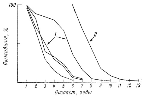 . 51.       Amphidesma ventricosum (I) ( [962])   Chiton tuberculatus (II) ( [263, 264])  6-  [231]