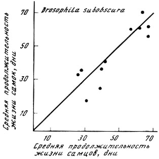 . 42.         Drosophila subobscura   11 ,   4     ,  7 -  .         .  : [Clark, Rockstein, 1964]